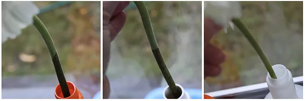 Showing the early stages of the science experiment where the two flowers in the chemical spray cleaner are starting to brown at the bottom of the stem vs the natural spray cleaner where the stem is still green. 