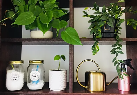 Figgy and Co DIY Cleaners sitting on a shelf around indoor plants