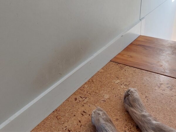 Dirty Walls and Skirting Boards with Dogs Paws