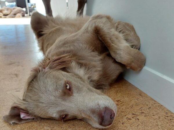 Dog rubbing against the walls and skirting boards making them dirty