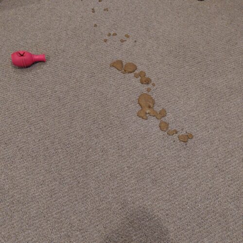 deep cleaning carpet of poo and pet stains